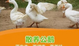吃瓜鹅每日爆料阿青,揭秘吃瓜鹅每日爆料背后的真相